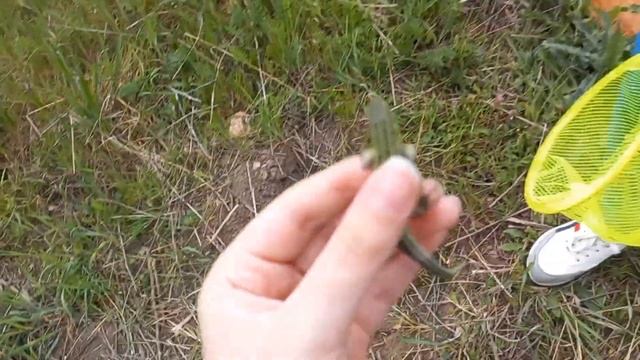 БОЛЬШАЯ ловля / Ловля ящериц