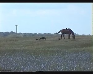 Выйду ночью в поле...
