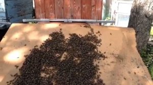 сажаем рой обратно в улей + заход матки в леток