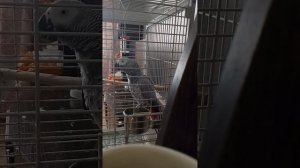 Попугай Гоша решил поболтать