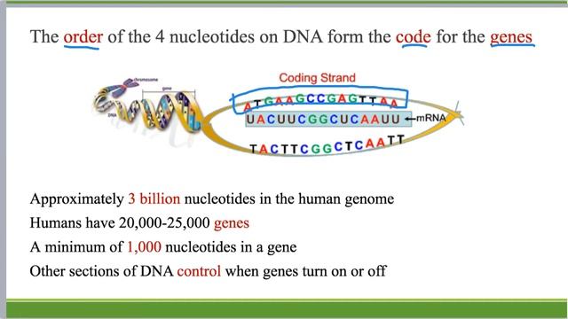 DNA Structure, Function & Replication смотреть онлайн