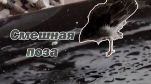 Потягушки от воробья, как тянется воробей!? Домашний воробей еще птенец