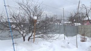 Ловля певчих птиц ЛОВЛЯ ШЕГЛА И ЗЕЛЕНУШКИ