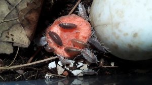 Мокрицы Porcellionides pruinosus едят морковь