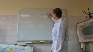 Выделение бактерий ризосферы и ризопланы