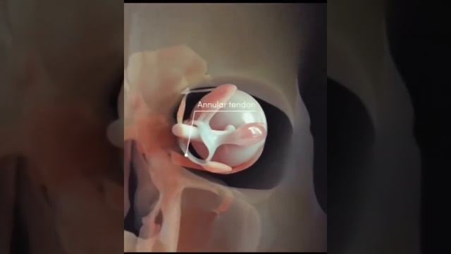 Muscles of Eye Ball смотреть онлайн