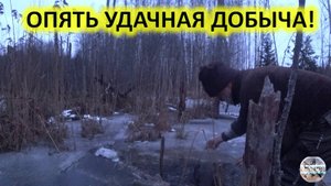 Удачная охота. Осенняя охота на бобра с капканами. Проверка капканов на бобра.