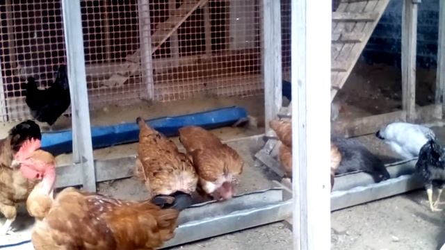 куры доменант смотреть онлайн