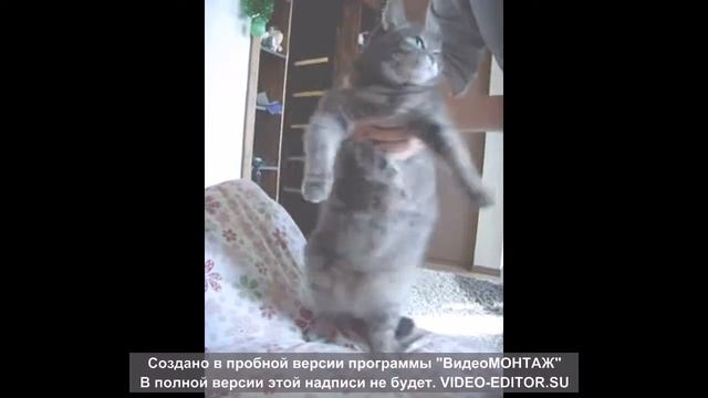 Супер Танец живота смотреть онлайн