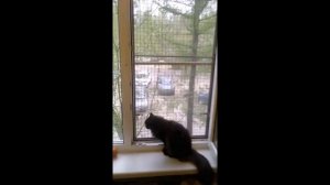 Побег КОТОВ предотвращён
