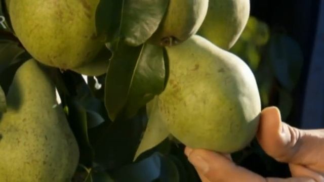 АГРО ТВ - История на храните № 048 - Има опашка и свети - Алеко Дянков смотреть онлайн