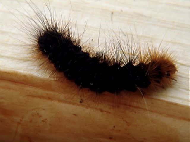 Ползёт волосатая гусеница / A hirsute caterpillar  creeps