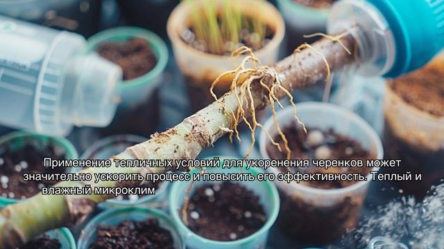 Размножение растений: лучшие методы и секреты успешного укоренения