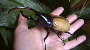 10 САМЫХ ОГРОМНЫХ НАСЕКОМЫХ В МИРЕ