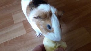 Знайомтесь, наша морська свинка - Мармеладка!