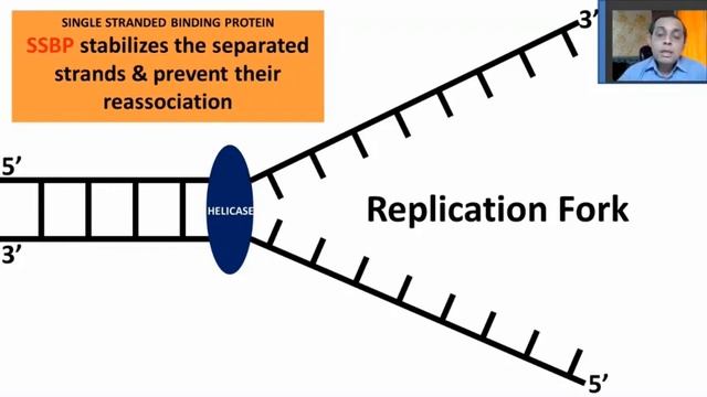 SEMI CONSERVATIVE METHOD OF DNA SELF REPLICATION IN EUKARYOTES. MOLECULAR BASIS OF INHERITANCE