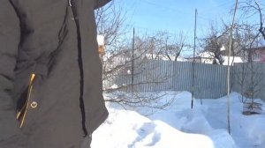 Ловля певчих птиц ВО ВРЕМЯ ЛОВЛИ ЩЕГЛОВ ВЛЕТЕЛ ДЯТЕЛ