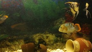 Акара бирюзовая.