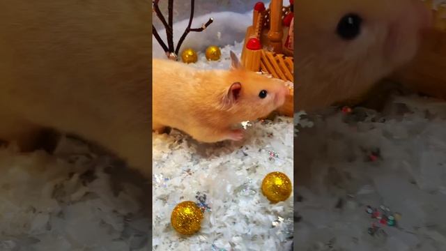 Хомяк на новогодней ярмарке #shorts