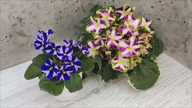 Фиалки химеры Concord и Лесной Царь