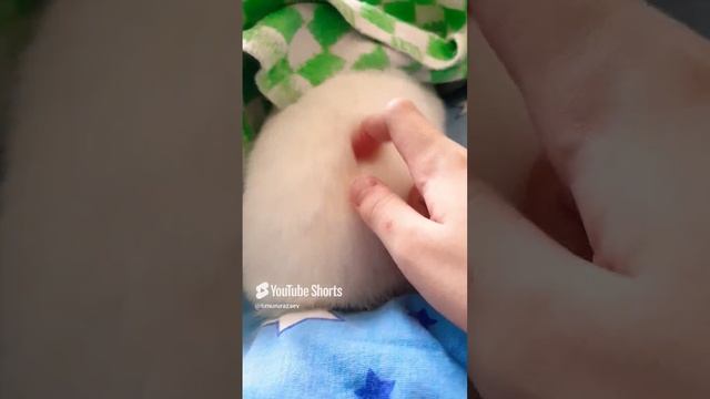 Извините Молодой Кролик 🤣 #кролик #карликовыйкролик.mp4