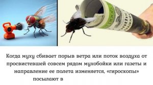 Обыкновенная комнатная муха? Случайность или замысел.