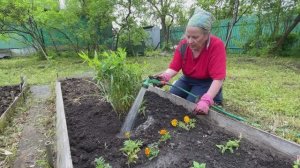 Дача, Белочка, милый Ёжик, электропила WORX WG305E, флоксы и немного ASMR