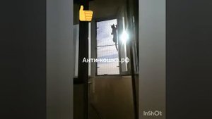 Решётка антикошка съёмная