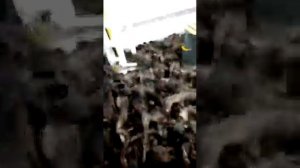 Тысячи птиц атаковали судно в Холмском порту