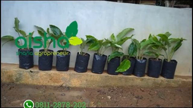 Hub 0811 2878 202, jual bibit kunyit hitam murah, bibit kunyit hitam, bibit kunyit hitam asli смотреть онлайн