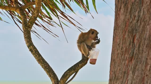 Kuantan & Monkeys On The Teluk Cempedak Beach, Malaysia