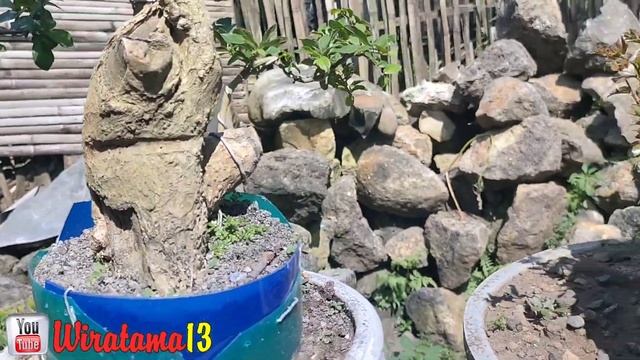 Cek harga bonsai dirumah Mas Dodik