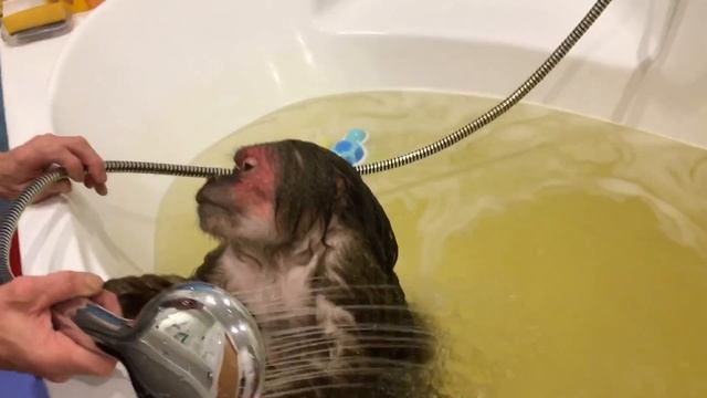 Банный день ( домашние обезьяны)