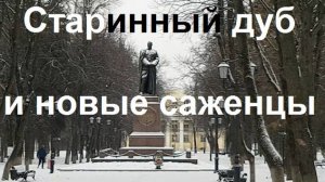 241215 Старинный дуб Новые саженцы в сквере Гуртьева Бульвар Победы 1861 г Иузей Искусств город Орёл