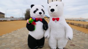 Поздравление для учителя от любящих учеников,  белый мишка панда и веселье. Танцуй с нами.