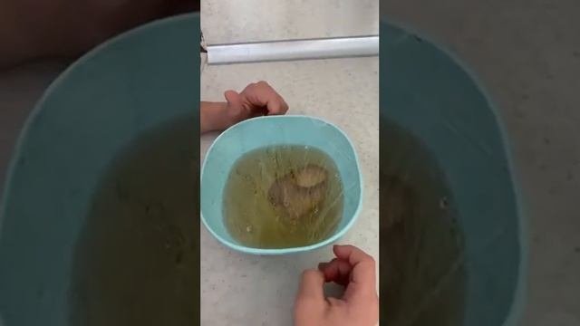 Мошки как избавиться от них. 3 способа.