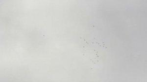 #БОЙНЫЕ ГОЛУБИ. Дневная тренировка молодых бакинских бойных голубей 21.06.2020г.