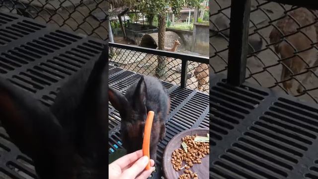 Zoo Cafe на острове Панган