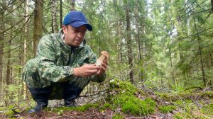 Грибы после дождей в еловом лесу! Грибник набрал целую корзину разных грибов! Грибы 2024