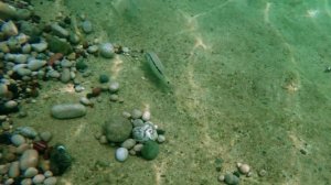 Снорклинг в Текирова | Июнь 2024 | Анталия, Турция 🇹🇷