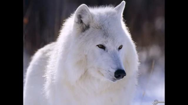 Удивительная история о том как обычная дворняга подружилась с волчонком. смотреть онлайн