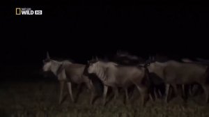 Гиена.Ночной разбойник.Дикая природа.Документальные фильмы National Geographic.