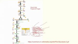 Biochem Cheat: learn glycolysis, TCA, & Urea cycle in 7 minutes