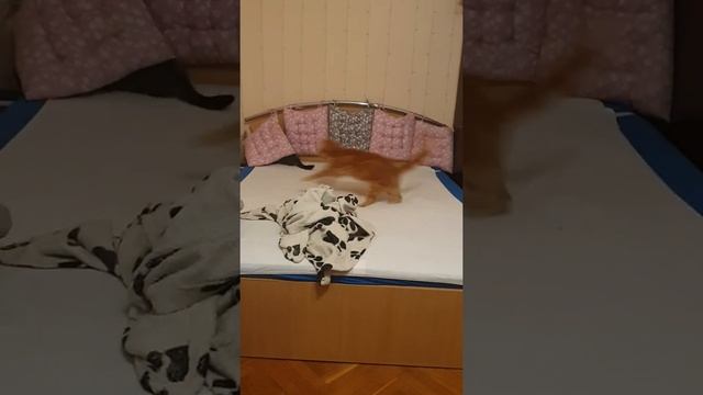 отсутствие 2 лапок - не повод не бегать. кошечка инвалид Ляля.