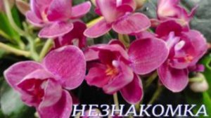 №985/ ПЕРЕСАДКА и ОБРАБОТКА от вредителей ОРХИДЕИ