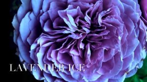 🌹Фиолетовые розы Лавендер Айс и Новалис - совершенно особенные и неповторимые цвета.💜