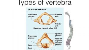 Vertebra and Spine review video