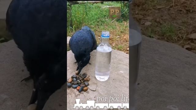 Intelligent Bird Crow 😱😱