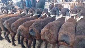 КУЙ КУЗИ КУЧКОР ЭЧКИ НАРХЛАРИ КАРШИ КАРВОН МОЛ БОЗОРИДА