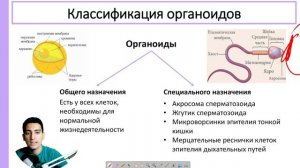 Органоиды эукариотической клетки за 5 минут